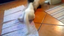 Top Cat Videos - Epic Cat Fight - Real Cat Fight - Funny Cat Fight