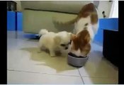 baby dog playing with cat - funny animal videos
