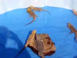 Bearded Dragons in the pool swimming!