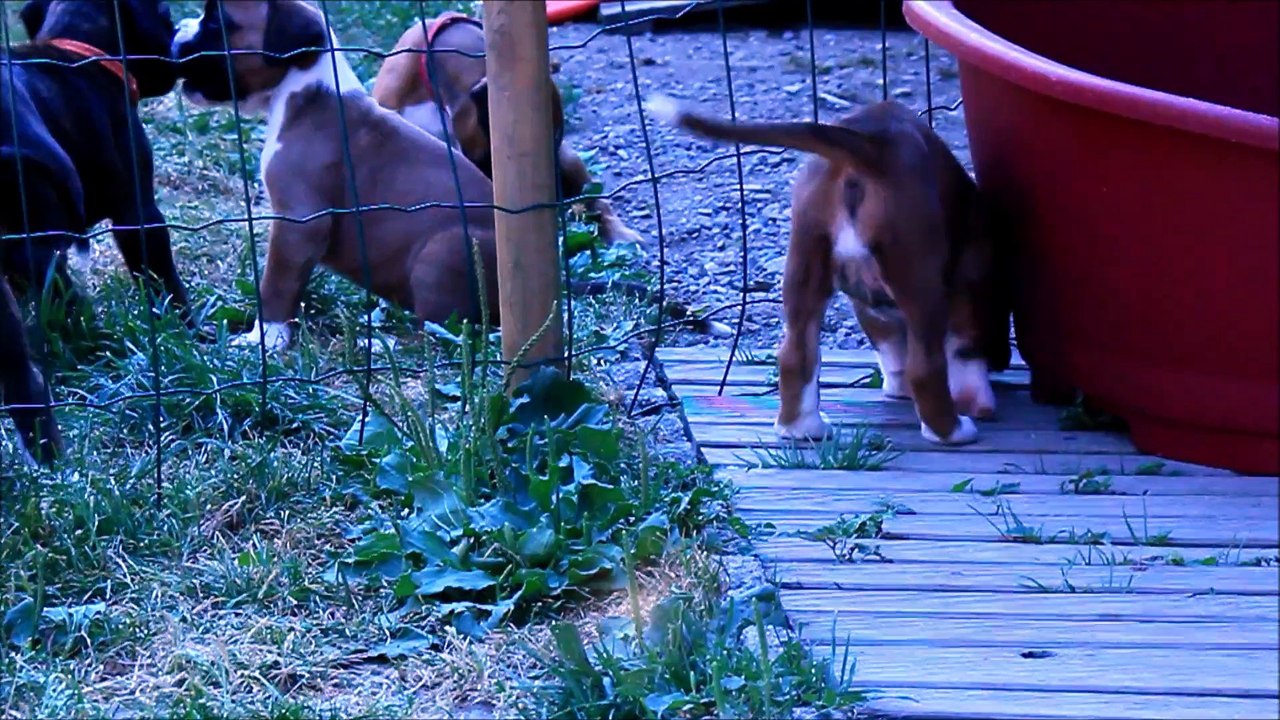 Lummi Louna des Steppes Perdues (IOWA du RANCH de la RIVIERE ESPERANCE X GIOTTO du DOLON / Portée des "L" 2015)