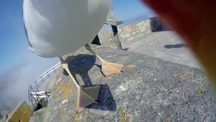 Une mouette vole la GoPro d'un touriste... Mieux qu'un drone