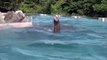 Une piscine transparente pour voir les éléphants nager