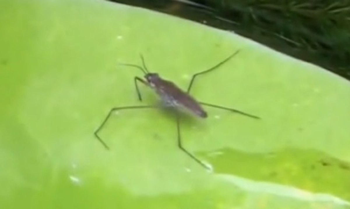 Su Böceği (Pond Skater)