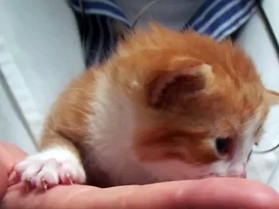 Apollo 3 weeks old kitten