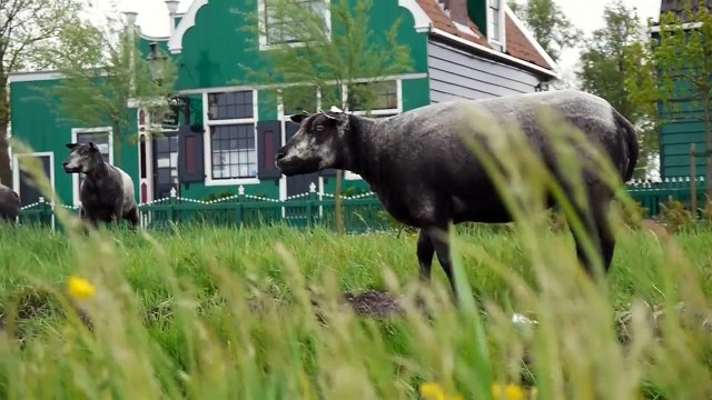 Zaanse Schans windmills, Moulins à vent, Holland