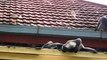 Monkeys fighting on the roof