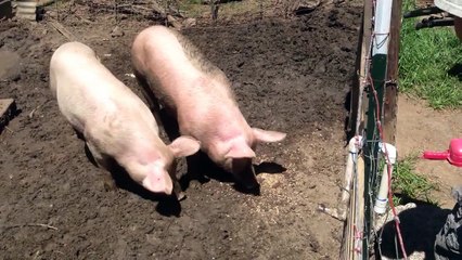 Pig harvest on painless farms