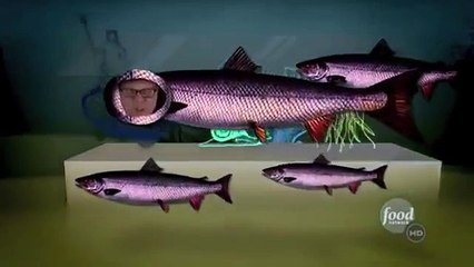 Wild vs Farmed Salmon- Good Eats Alton Brown