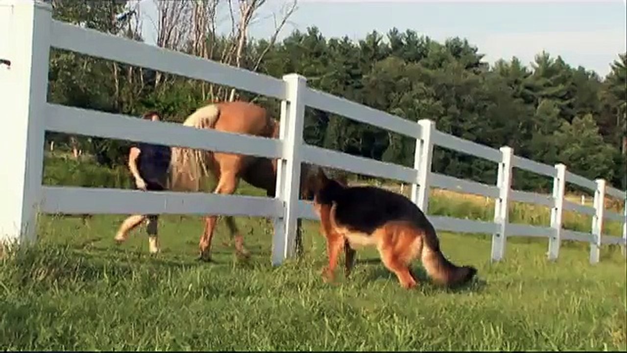 IVY Leaf Dog Kennel German Shepherd Dog