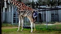 Giraffe giving birth!
