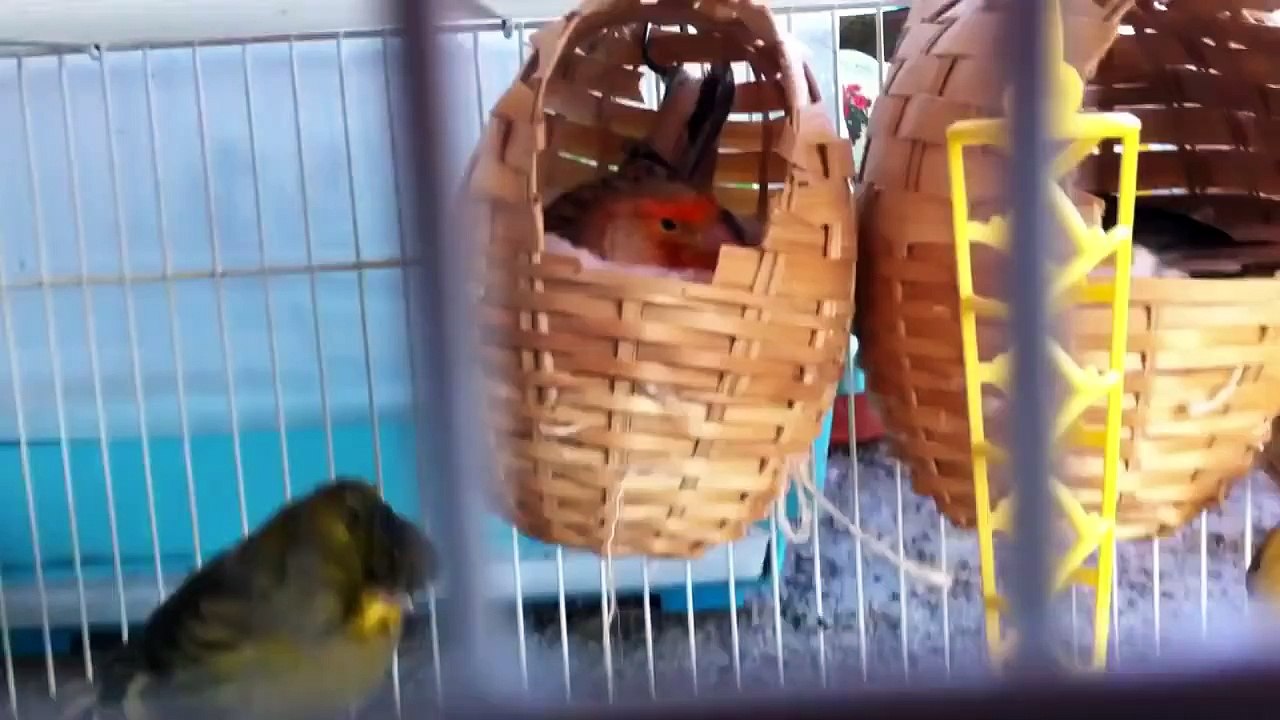 جزيرة الكناري والحساسين