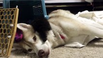 Kitten raised by Husky dogs thinks he's a dog now - so cute pet