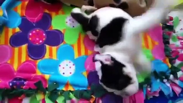 Un jeune chien handicapé lutte pour survivre