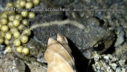 Chant de l'Alyte ou crapaud accoucheur (Alytes obstetricans) - Milhas - Haute-Garonne