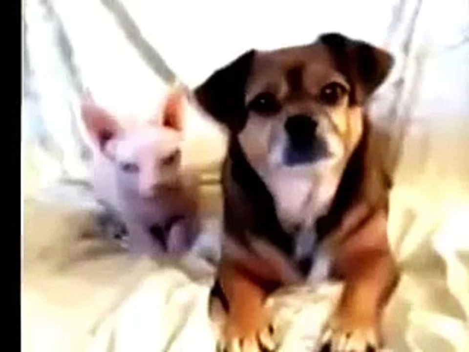 FUNNY CATS 13-7-15