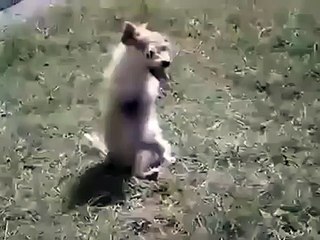 Must See The Miracle Of ALLAH