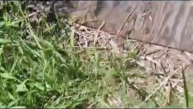 30+ mites on a single honey bee drone larvae