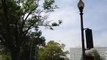 WWII planes flying over DC