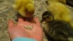 Pet Ducklings Get Used to Their New Home
