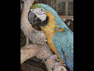 Grooming Parrots with Deborah Shell