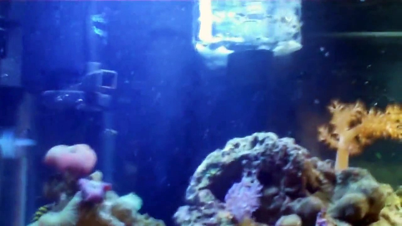 10 Gallon Nano Reef Update: Day 111 - New Overflow