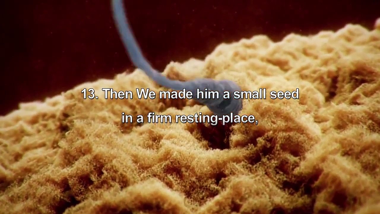 Surat 23 Al Mu'minūn v12 22   Mishary Rashid Alafasy سورة المؤمنون