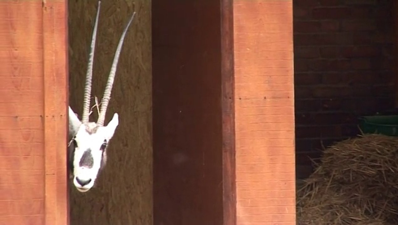 L’arrivée des oryx dans le zoo du Jardin des Plantes