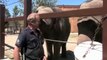 Funny Animals Elephants at Calgary Zoo | Funny Videos 2015