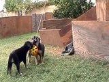 German Shepherd puppies playing with toys