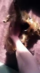 How to entertain a teething puppy