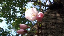 Spring Cherry Blossoms in japan 2015－ 春 桜 開花 満開 桜祭り 花見 ソメイヨシノ sakura hanami