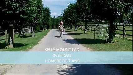 KELLYMONT LAD Hongre Iris Cob de 7 ans, Attelé, Monté à vendre à Firfol !