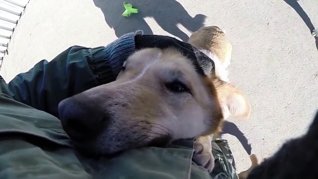 Собачья Жизнь - Наш ответ Кобзону