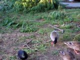 Feeding My Ducks!