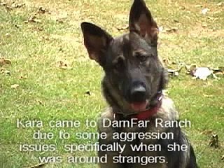 German Shepherd Dog In Training Public Access