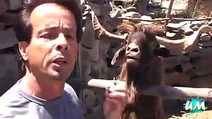 Funny Animals Animals vs People Fail Compilation Uniformedia