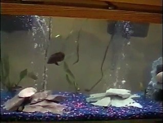 55 Gallon Fish Tank (Please Comment)