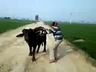 whatsapp funny videos  74