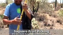 Saguaro Cactus Fruit picking with David Wolfe and the Health Ranger