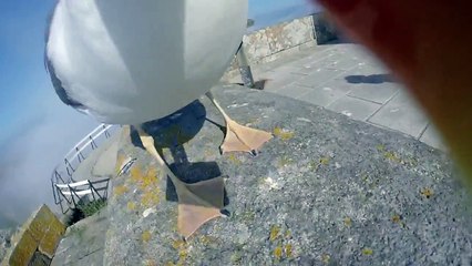 Un goéland s'envole avec la GoPro de touristes