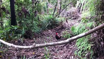 pikat ayam hutan （ money）3