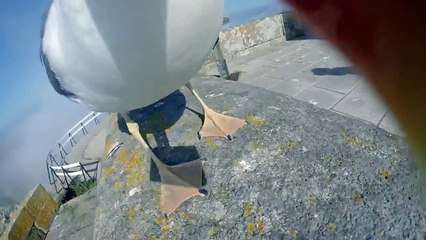 Une mouette vole et s'envole avec la GoPro d’un touriste