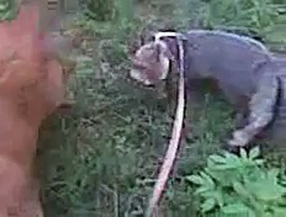 Pet fox going for a walk.