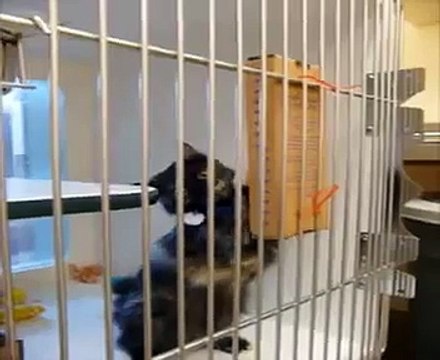 New scratcher for caged cats at Animal Shelters!