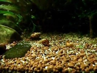 A long video, perhaps pointless, of a snail who comes full circle.