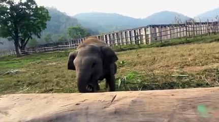 Ce bébé éléphant nous fait un spectacle devant la caméra