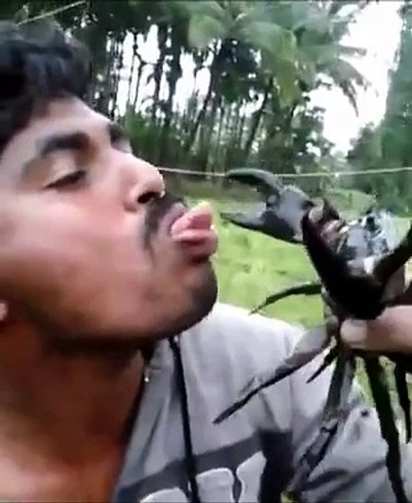 Il expose sa langue à un crabe, il va le regretter