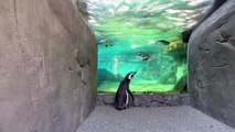 Penguins are Habit-Forming - Aquarium of the Pacific
