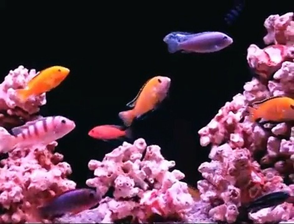 Malawi Cichliden Flatscreen Aquarium.