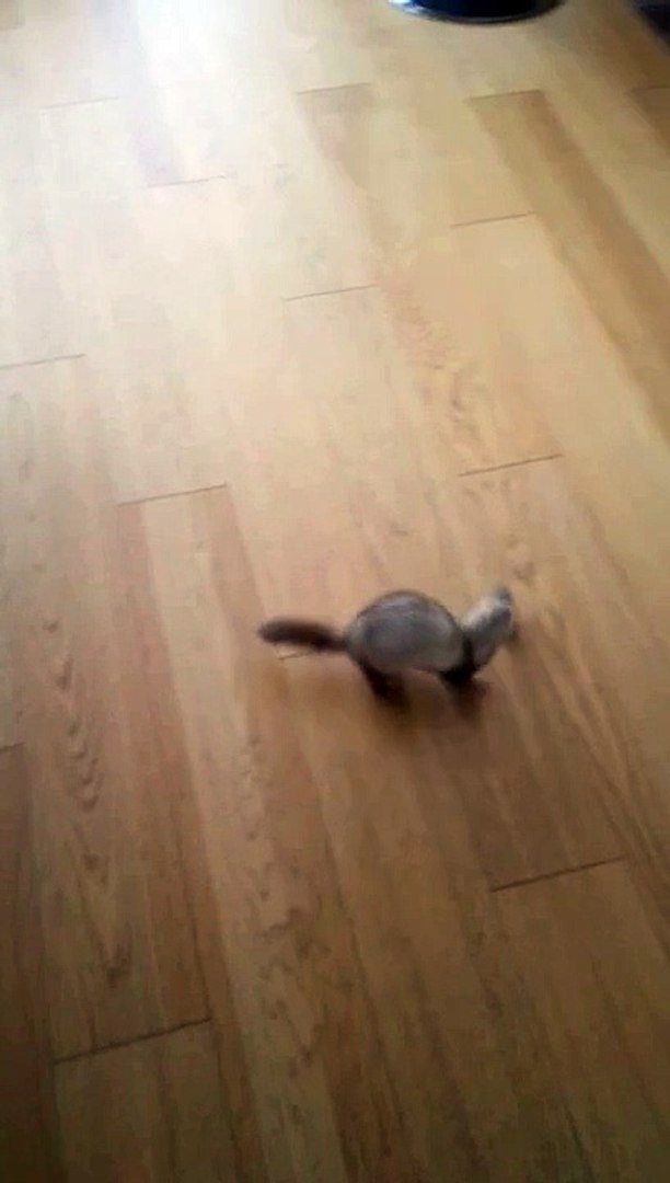 Ferret race